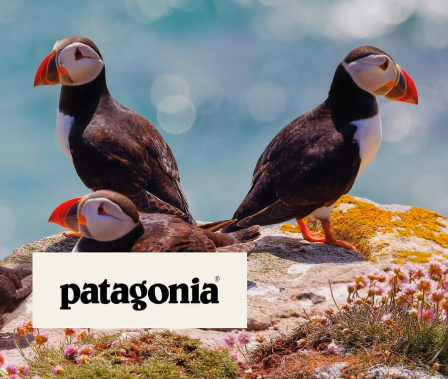 Case study cover image of four puffins standing and sitting near the sea